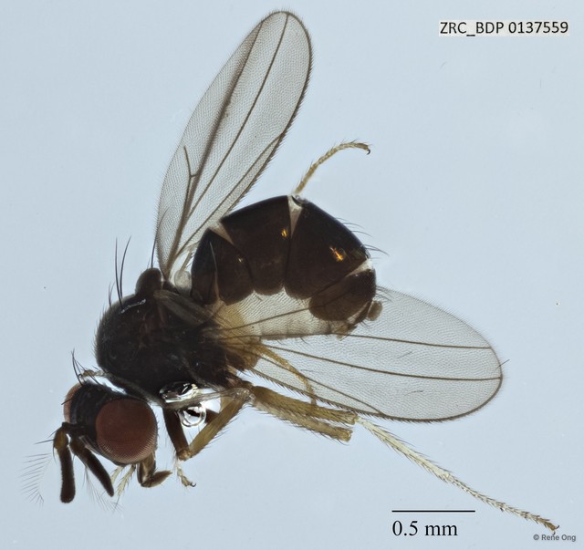 Ephydridae sp. "cf. Ceropsilopa ZRCBDP0137559" • © Rene Ong • All Rights Reserved