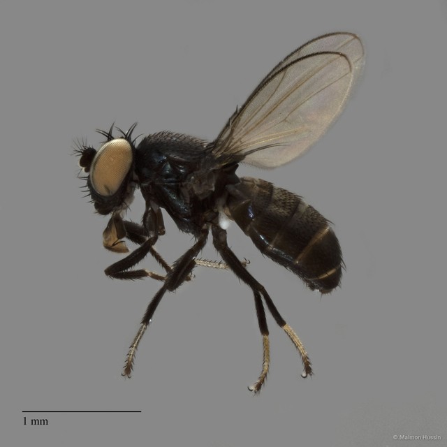 Ephydridae sp. "ZRCBDP0019898" • © Maimon Hussin • All Rights Reserved