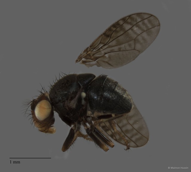 Ephydridae sp. "ZRCBDP0050761" • © Maimon Hussin • All Rights Reserved