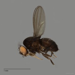 Ephydridae sp. "ZRCBDP0050761" • © Maimon Hussin • All Rights Reserved