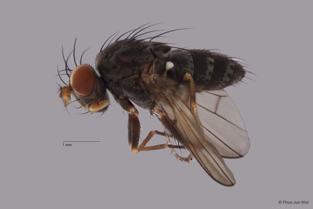 Ephydridae sp. "ZRCBDP0056734" • © Phua Jun Wei • All Rights Reserved