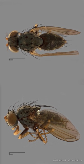 Ephydridae sp. "ZRCBDP0090978" • © Miteshravin S/O Ravindran • All Rights Reserved