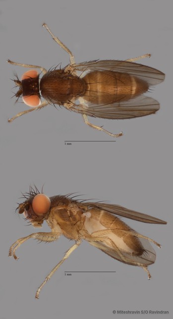 Ephydridae sp. "ZRCBDP0100667" • © Miteshravin S/O Ravindran • All Rights Reserved