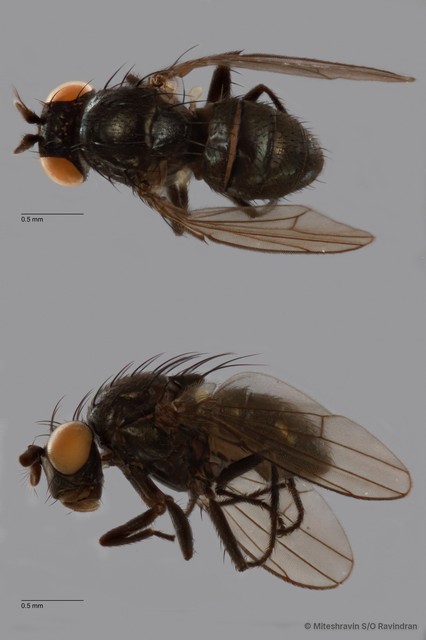 Ephydridae sp. "ZRCBDP0103505" • © Miteshravin S/O Ravindran • All Rights Reserved