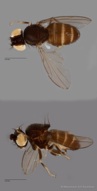 Atissini sp. "ZRCBDP0103688" • © Miteshravin S/O Ravindran • All Rights Reserved