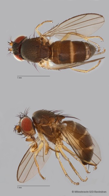 Ephydridae sp. "ZRCBDP0103884" • © Miteshravin S/O Ravindran • All Rights Reserved