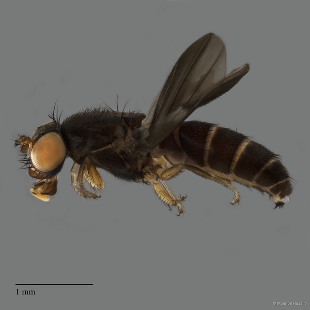Ephydridae sp. "ZRCBDP0198784" • © Maimon Hussin • All Rights Reserved