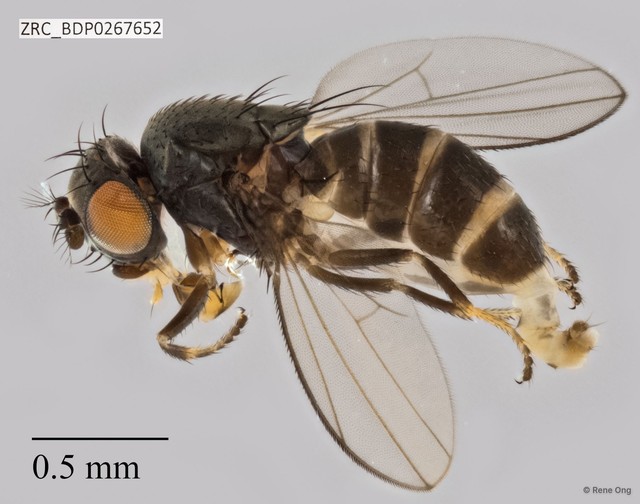 Ephydridae sp. "ZRCBDP0267652" • © Rene Ong • All Rights Reserved