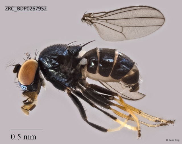 Ephydridae sp. "ZRCBDP0267952" • © Rene Ong • All Rights Reserved