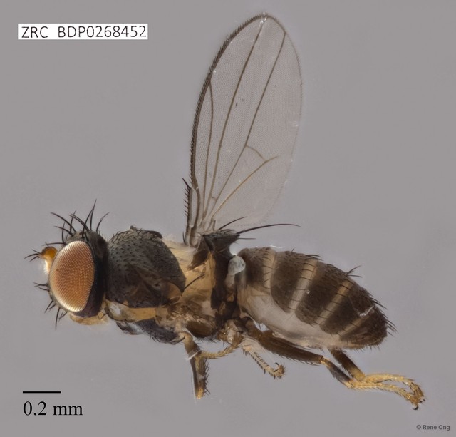 Ephydridae sp. "ZRCBDP0268452" • © Rene Ong • All Rights Reserved