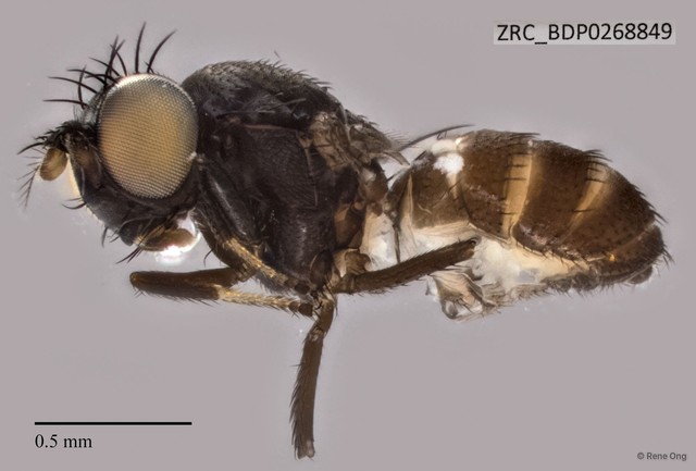 Ephydridae sp. "ZRCBDP0268849"