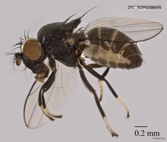 Ephydridae sp. "ZRCBDP0268849" • © Rene Ong • All Rights Reserved