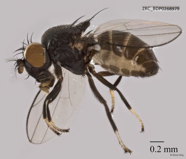 Ephydridae sp. "ZRCBDP0268849" • © Rene Ong • All Rights Reserved