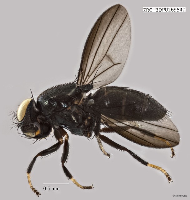 Ephydridae sp. "ZRCBDP0269540" • © Rene Ong • All Rights Reserved