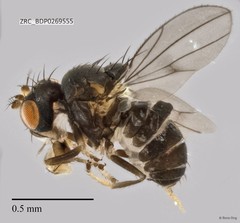 Ephydridae sp. "ZRCBDP0269555" • © Rene Ong • All Rights Reserved