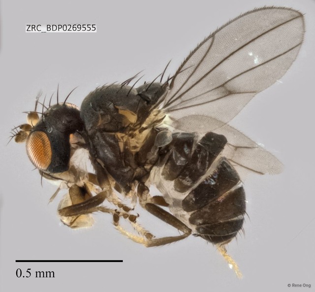 Ephydridae sp. "ZRCBDP0269555" • © Rene Ong • All Rights Reserved