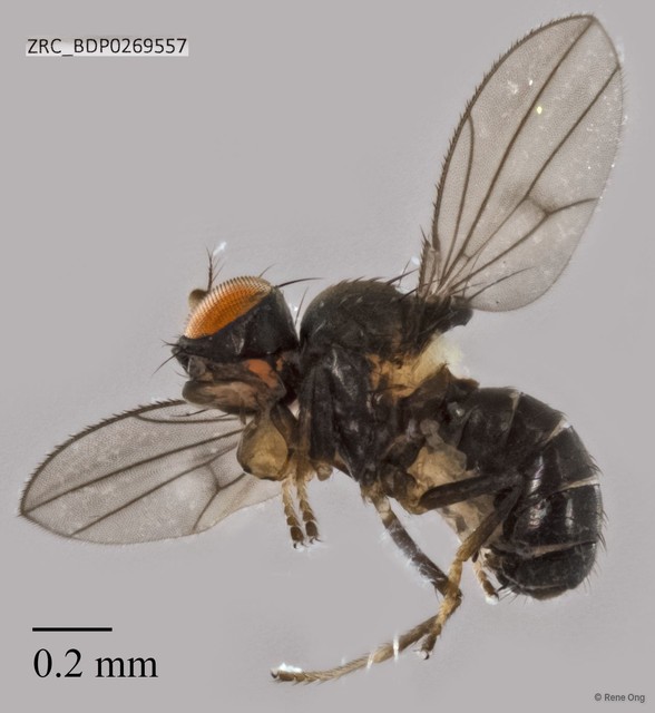 Ephydridae sp. "ZRCBDP0269555"