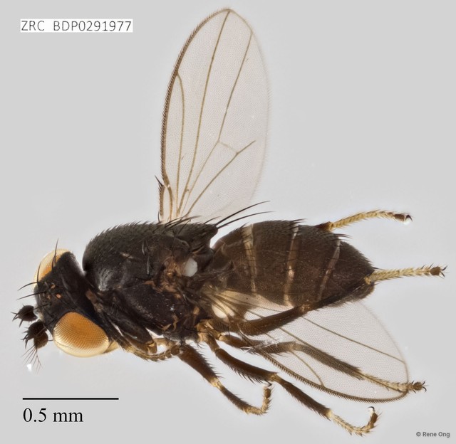 Ephydridae sp. "ZRCBDP0291977" • © Rene Ong • All Rights Reserved
