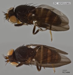 Ephydridae sp. "ZRCBDP0310892"