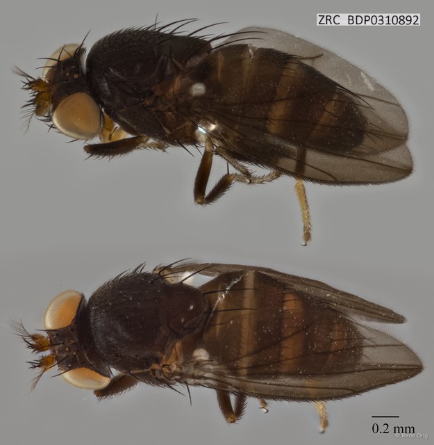 Ephydridae sp. "ZRCBDP0310892" • © Rene Ong • All Rights Reserved