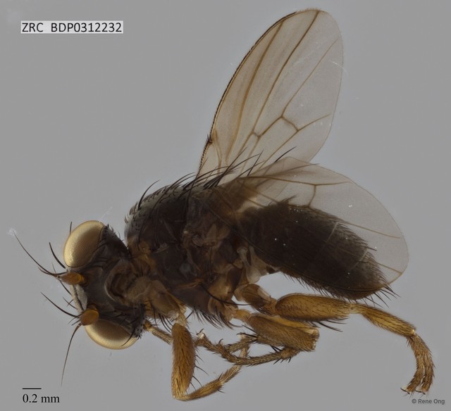 Ephydridae sp. "ZRCBDP0312232" • © Rene Ong • All Rights Reserved