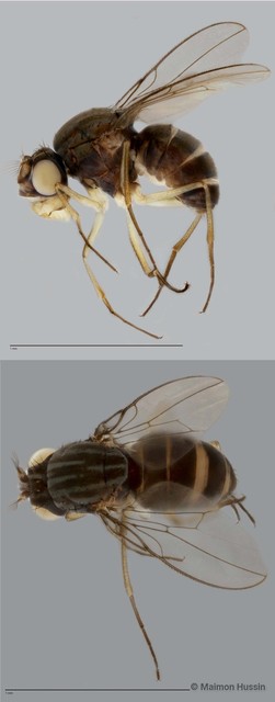 Brachydeutera sp. "cf. hardyi 2" • © Maimon Hussin • All Rights Reserved