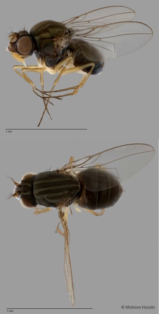 Brachydeutera sp. "ZRCBDP0017825" • © Maimon Hussin • All Rights Reserved