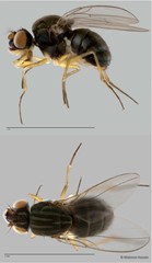 Brachydeutera sp. "ZRCBDP0017825" • © Maimon Hussin • All Rights Reserved