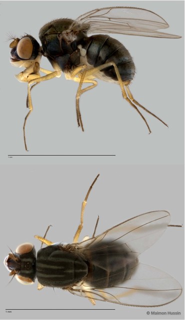 Brachydeutera sp. "ZRCBDP0017825"