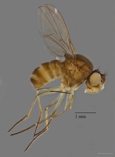 Brachydeutera sp. "ZRCBDP0017825"
