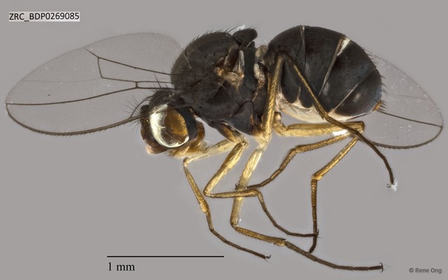 Brachydeutera sp. "ZRCBDP0017825"