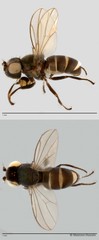 Cerobothrium sp. "ZRCBDP0019758"
