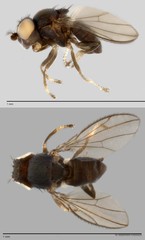 Cerobothrium sp. "ZRCBDP0025691"