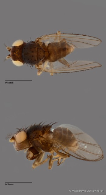 Cerobothrium sp. "ZRCBDP0103201" • © Miteshravin S/O Ravindran • All Rights Reserved
