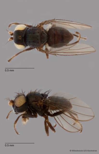 Cerobothrium sp. "ZRCBDP0103821" • © Miteshravin S/O Ravindran • All Rights Reserved