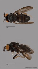 Ceropsilopa sp. "ZRCBDP0089434" • © Miteshravin S/O Ravindran • All Rights Reserved