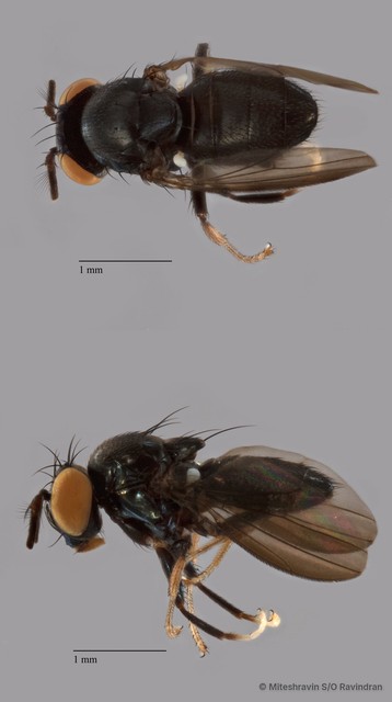 Ceropsilopa sp. "ZRCBDP0089434" • © Miteshravin S/O Ravindran • All Rights Reserved