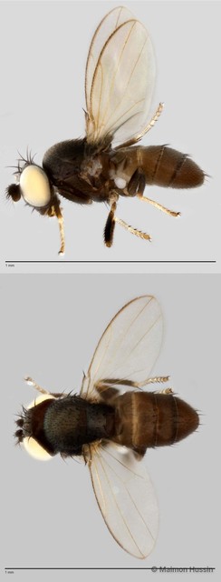 Discocerina sp. "cf. biseta 1" • © Maimon Hussin • All Rights Reserved