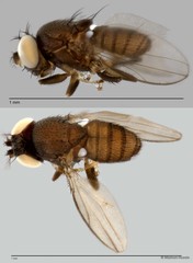 Discocerina sp. "cf. biseta 2" • © Maimon Hussin • All Rights Reserved