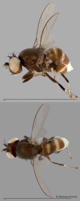 Discocerina sp. "cf. biseta 2"