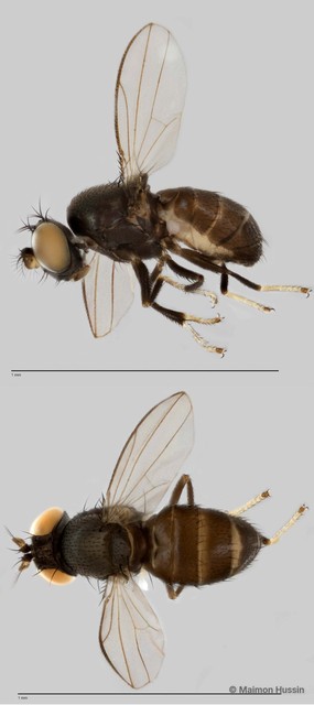 Ditrichophora sp. "ZRCBDP0025817" • © Maimon Hussin • All Rights Reserved