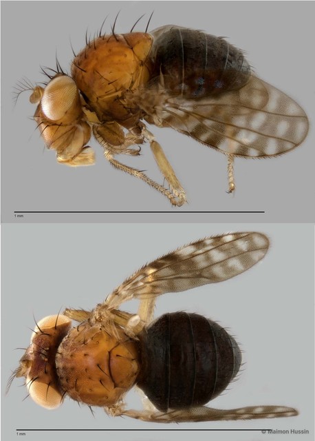 Donaceus nigronotatus • © Maimon Hussin • All Rights Reserved