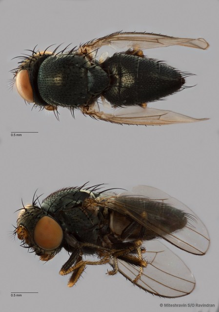 Hecamedoides sp. "ZRCBDP0104215" • © Miteshravin S/O Ravindran • All Rights Reserved