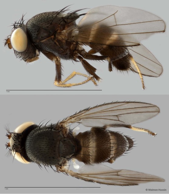 Hecamedoides setosus • © Maimon Hussin • All Rights Reserved