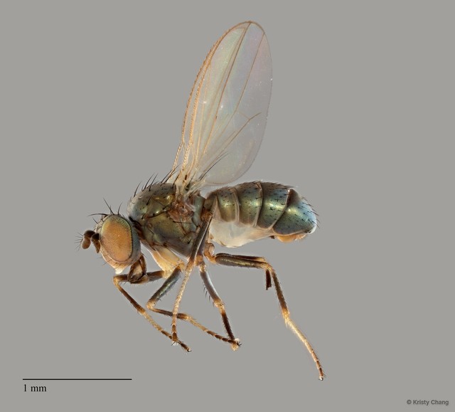 Hydrellia sp. "ZRCBDP0099081" • © Kristy Chang • All Rights Reserved