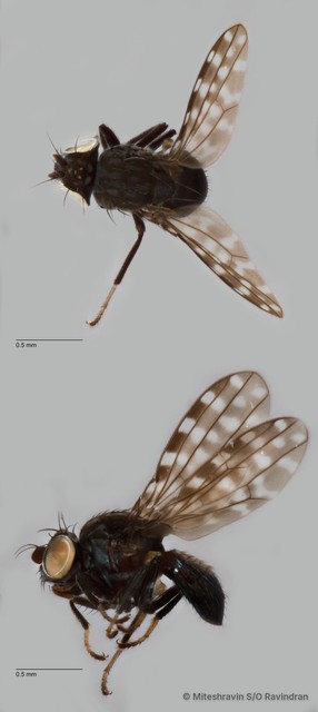 Limnellia maculipennis • © Miteshravin S/O Ravindran • All Rights Reserved