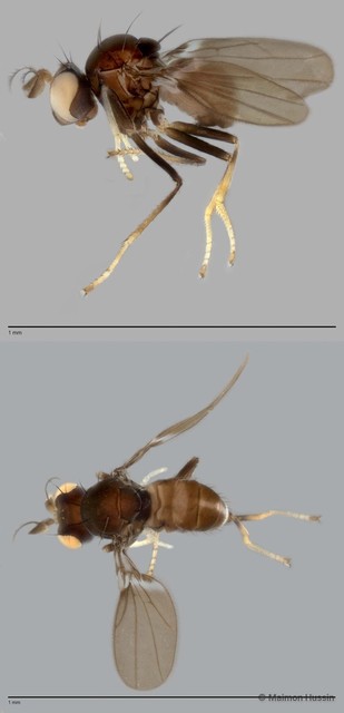 Nostima sp. "ZRCBDP0025684" • © Maimon Hussin • All Rights Reserved