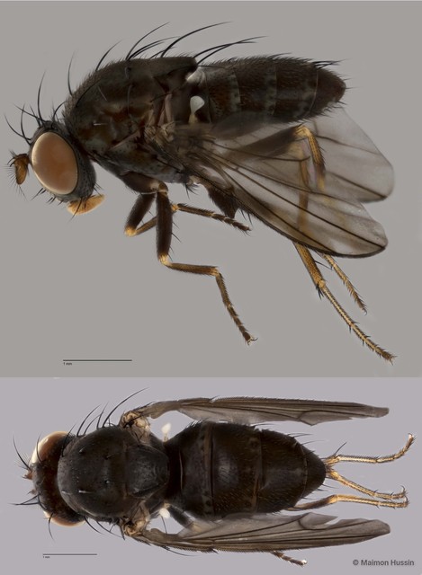 Notiphila sp. "ZRCBDP0019716" • © Maimon Hussin • All Rights Reserved