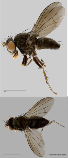 Notiphila sp. "ZRCBDP0019964"