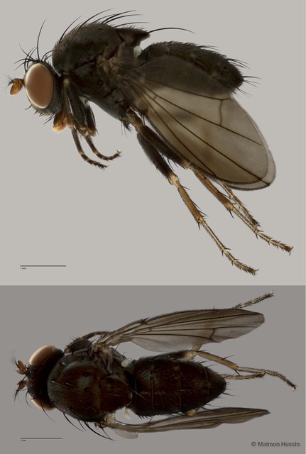 Notiphila sp. "ZRCBDP0019964" • © Maimon Hussin • All Rights Reserved